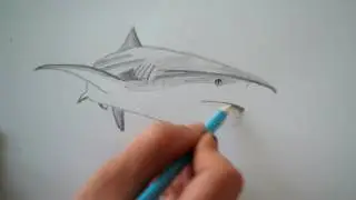 🦈 Hai zeichnen I Wie zeichnet man Hai - How to draw a shark fish of prey - Как нарисовать акулу