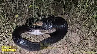 cobra preta caçando e encontrando a temida jararaca do sertão