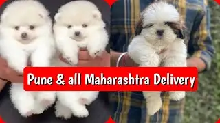 📌 Dogs Sale in Pune 🐾 Superb Small Family Dogs 🐕 All Maharashtra Delivery Available ✅