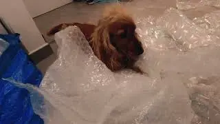 Antistress🐶Dog plays with bubble wrap🐾homemade pop it🐕 English Cocker Spaniel - Robby