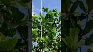 Specimen Trees / Largest Trees by Pansare Nursery/Terminalia cuttapa