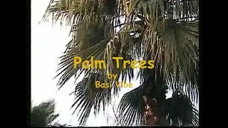 BASI VIBE - Palm Trees [Official Music Video]