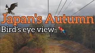 Japan's Autumn leaves drive bird's eye view