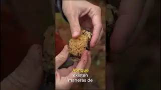 🍄 Seta coliflor, Sparassis crispa 🧡