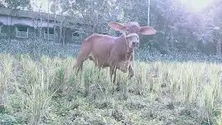 আমার গরুর বাছুর (পুটি)