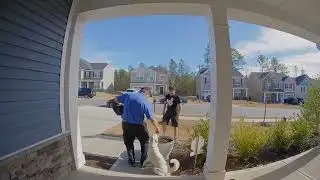 Pizza delivery helps dog