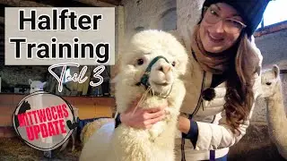 Halfter Training Woche 3