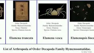 List of Arthropoda of Order Decapoda Family Hymenosomatidae. elamena halicarcinus mexicana varius