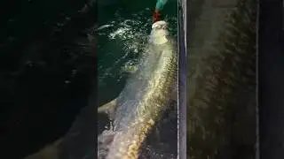 My boy releasing tarpon #fishing #tarpon #tarponfishing #bocagrande #explore #explorepage #viral