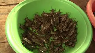 Des Insectes au Menu