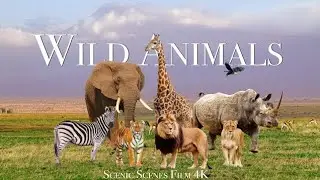 Inside the Animal Kingdom | Survival, Power & Nature&rsquo;s Balance&rdquo;&ldquo;The Secret World of Wild Animals