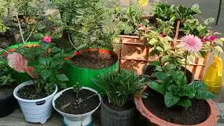 मेरे गार्डन की खूबसूरती: शांति भरी सैर बैकग्राउंड म्यूज़िक के साथ