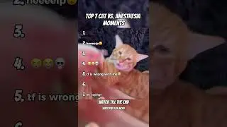 Cats vs Anesthesia: Top 7 Hilarious Moments!💉😹 #cat  #shorts #funny