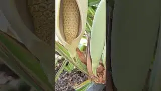 Monstera Mint Inflorescence #garden#nature #fruit #monstera #vines #plants#planting#aroids#flowers