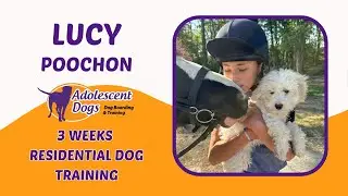 Lucy the Poochon Puppy | 3 Weeks Residential Dog Training