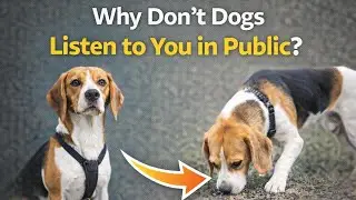 Why Don&rsquo;t Dogs Listen to You in Public? | 3 Common Mistakes