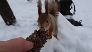Белки. Зарисовка / Squirrels. The sketch
