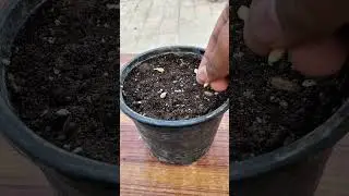 C&oacute;mo sembrar semillas de mandarina #naranja #mandarina #agricultura
