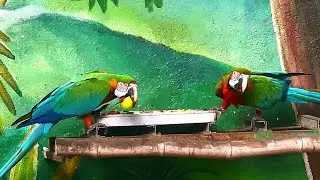 Harlequin Macaw bird