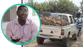 Q&A on cassava science: cassava brown streak disease threat to West Africa -- Part 7 of 7