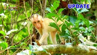 MG BABY ELPIDA VERY HAPPY WHILE ALBERTO FREE HER WALK ON TREE, ELPIDA TRYING TO GO DOWN
