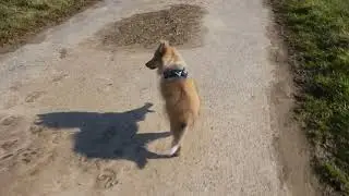 VDH Shelties vom Ponyh&uuml;gel: &Uuml;bung rankommen auf Abruf.
