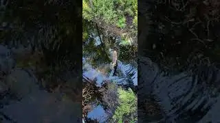 Ocala Forest hunting #nature #huntingseason #hunting #outdoors