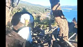 Bald Eagle Intruder Fly By! Jackie & Shadow On Alert!🦅 2-24-21 Big Bear Eagles🦅