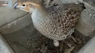 Teetar laying egg | Teetar breeding season |