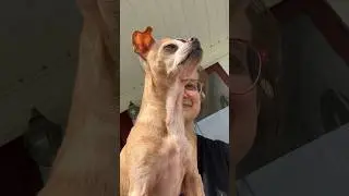 Dog ASMR :) #dog #chihuahua #asmr #sniff #sniffing #outside #porch #lol #meme #smalldog #dogsniff