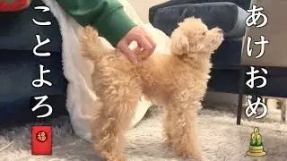 新年あけましておめでとうございます🎍