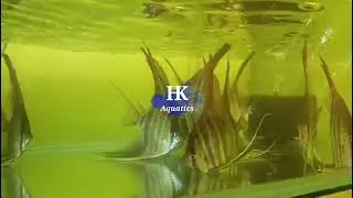 Fancy Goldfish, Kois y tropicales, envio a M&eacute;xico y Guatemala. HK AQUATICS