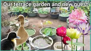 Terrace garden with lotus and water lilies/ update of my terrace garden/flowers on my terrace garden