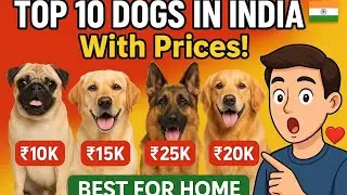 #top10dogs #dogbreed #dogpriceindia #helpmemakethismakesense #viralvideo #pets  #dogloversmax
