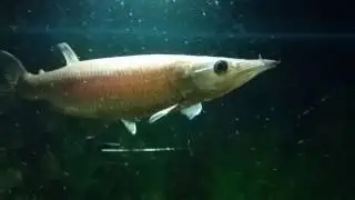 Monster Fish Keepers Poland 2017  act 1