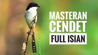 Masteran Burung Cendet/Bentet pasti langsung ikut BUNYI!!!