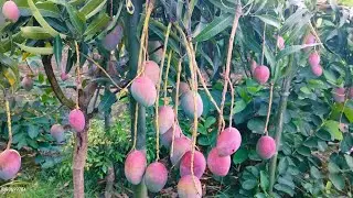 Thailand Mango Plant || Mango Variety Fruits Plants || Big Size Mango Plant Available Hey !