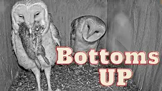 No fork needed: Barn owl fledgling swallows large rat in one piece.