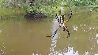 SP#3:  GARDEN SPIDER WEB DECORATION: STABILIMENTUM