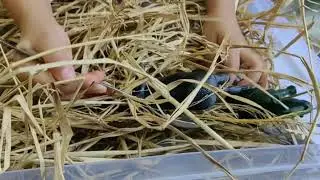 3 Easy No Prep Activities to do with Dry Grass which comes along with Mango ACTIVITIES KIDS 3-5 YEAR