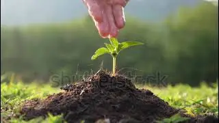 Hand Watering A Young Plant
