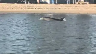 Dolphin in the Bay.
