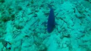 Denver AC-5000W REVIEW Underwater Scubadiving test until 21m deep near Aruba