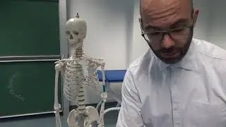 Oberarmmuskeln - m.brachialis