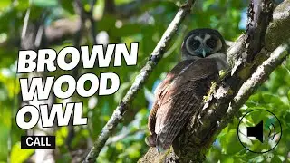 Brown Wood Owl calling | Strix leptogrammica calling