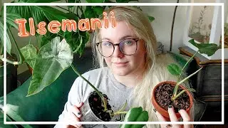 How To Propagate and Grow Philodendron Ilsemanii