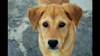 Why Are Dogs Allergic to Chocolate? The Dangerous Truth You Need to Know!