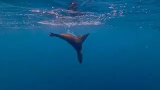 Sea lion speeding bullets: Jan 21, 2026
