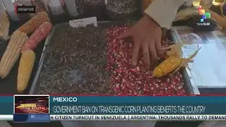 Мексика, правительство запретило выращивание трансгенной кукурузы, что принесло пользу стране.