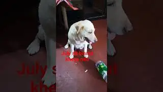 AAK Dogs | Dog Lover Channel 🐕❤️